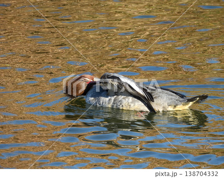 カワアイサ(川秋沙)雌 カワアイサ(川秋沙)雌 138704332