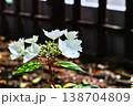 白いアジサイの花が咲き始める春の庭 138704809