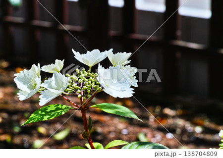 白いアジサイの花が咲き始める春の庭 白いアジサイの花が咲き始める春の庭 138704809