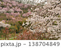 花見山のいろいろな種類の桜満開 138704849