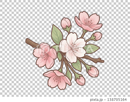 桜の花のイラスト(手描き風・透過PNG) 桜の花のイラスト(手描き風・透過PNG) 138705164