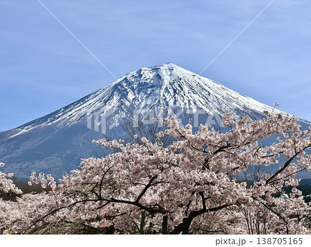 富士山と桜の木 138705165