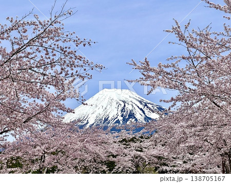 春の青空に映える桜と富士山 138705167