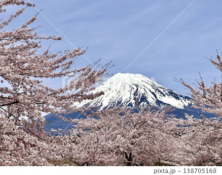 桜咲く春 138705168