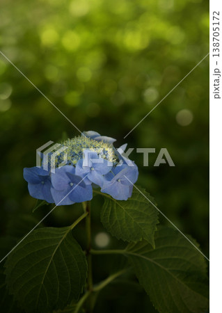 青い紫陽花 138705172