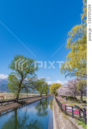 拾ヶ堰じてんしゃひろばの桜とシバザクラ 拾ヶ堰じてんしゃひろばの桜とシバザクラ 138705204