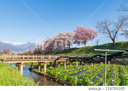 早春賦歌碑公園の満開の桜並木とわさび畑と残雪の北アルプス 早春賦歌碑公園の満開の桜並木とわさび畑と残雪の北アルプス 138705205