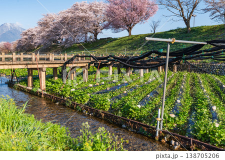 早春賦歌碑公園の春のわさび畑 138705206