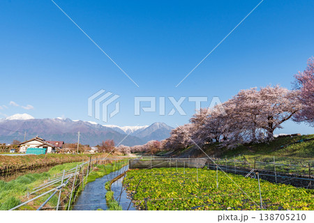 早春賦歌碑公園の満開の桜並木とわさび畑と残雪の北アルプス 早春賦歌碑公園の満開の桜並木とわさび畑と残雪の北アルプス 138705210