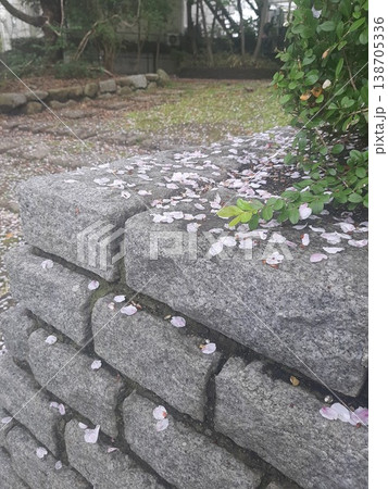石段に散った桜の花びら 石段に散った桜の花びら 138705336