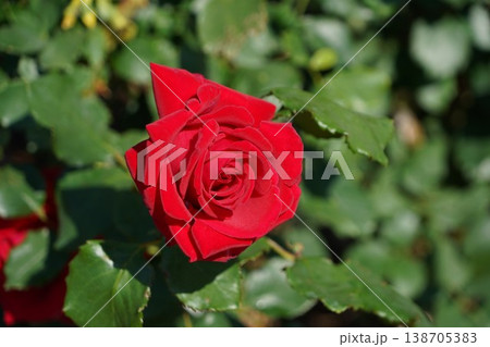 長野県坂城町のさかき千曲川バラ公園は山々に囲まれた千曲川のほとりに素晴らしいバラ公園があります。 138705383