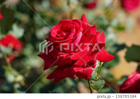 長野県坂城町のさかき千曲川バラ公園は山々に囲まれた千曲川のほとりに素晴らしいバラ公園があります。 138705384