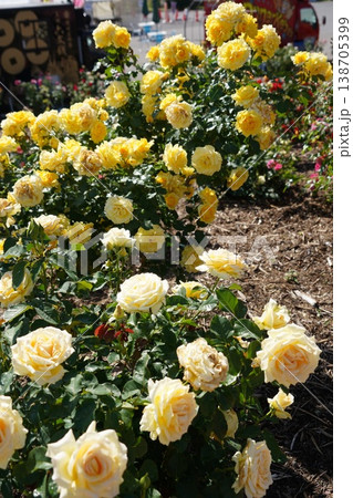 長野県坂城町のさかき千曲川バラ公園は山々に囲まれた千曲川のほとりに素晴らしいバラ公園があります。 138705399