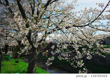桜満開の山崎川と木橋の鼎小橋 桜満開の山崎川と木橋の鼎小橋 138705429