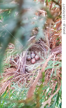 Bird nest containing five speckled eggs nestled among green foliage in a natural outdoor setting 138705477