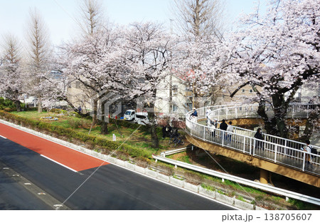 東京都国立市の大学通り歩道橋の桜2026 東京都国立市の大学通り歩道橋の桜2026 138705607