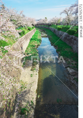 桜満開の山崎川と木橋の鼎小橋 138705771