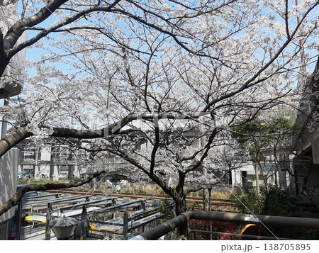 桜の木 団地の中の桜の木 桜の木 団地の中の桜の木 138705895