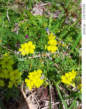 春の訪れを告げる花 黄色い花 春の訪れを告げる花 黄色い花 138705896