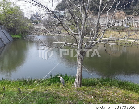 池に映る樹木　鳥 138705950