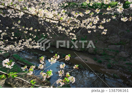 桜満開の山崎川 桜満開の山崎川 138706161