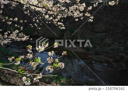 桜満開の山崎川 桜満開の山崎川 138706162