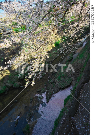 桜満開の山崎川 桜満開の山崎川 138706167