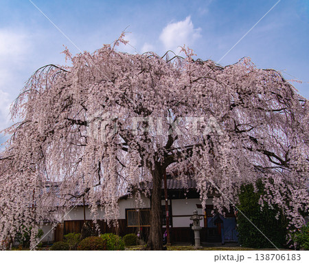 京都、本満寺の枝垂れ桜 京都、本満寺の枝垂れ桜 138706183