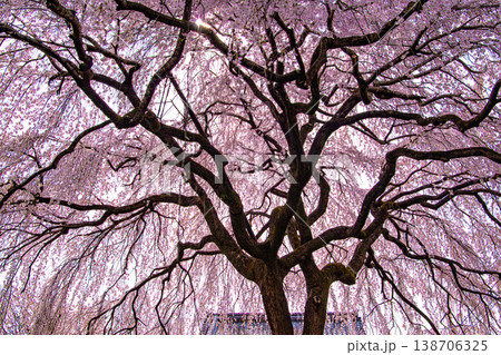 京都、本満寺の枝垂れ桜 京都、本満寺の枝垂れ桜 138706325