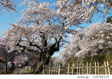 桜の花が咲き誇る鶴ヶ城公園 鶴ヶ城桜まつりの風景 桜の花が咲き誇る鶴ヶ城公園 鶴ヶ城桜まつりの風景 138706575