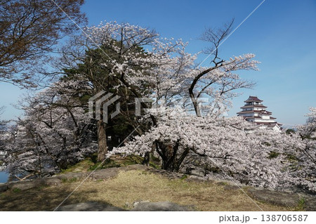 桜の花が咲き誇る鶴ヶ城公園　鶴ヶ城桜まつりの風景 138706587