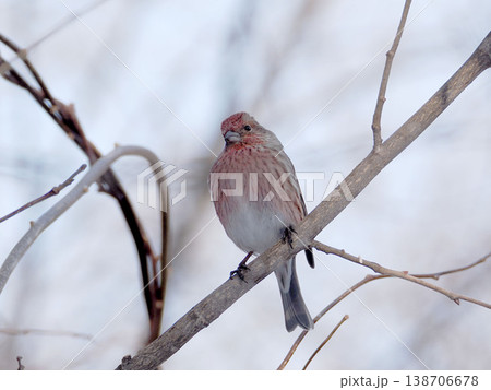 枝にとまるオオマシコの雌 138706678