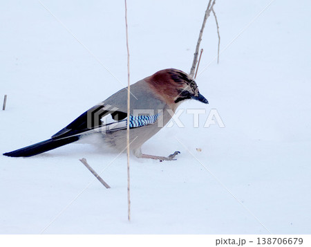 雪の上を歩くカケス 138706679