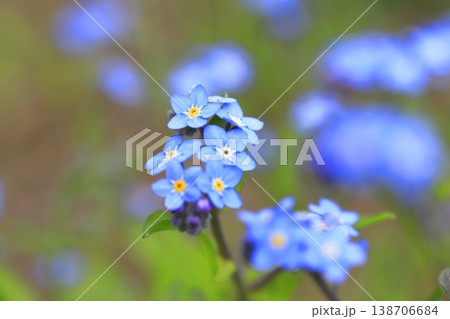 可憐な勿忘草（ワスレナグサ）の花　 138706684