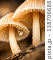 Close-up macro of beige mushrooms with delicate gills and a water droplet, showcasing natural beauty and fine texture in soft focus. 138706688