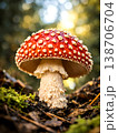 Macro shot of Amanita muscaria mushroom with vivid red cap and white spots, growing on mossy forest floor in warm sunlight. 138706704