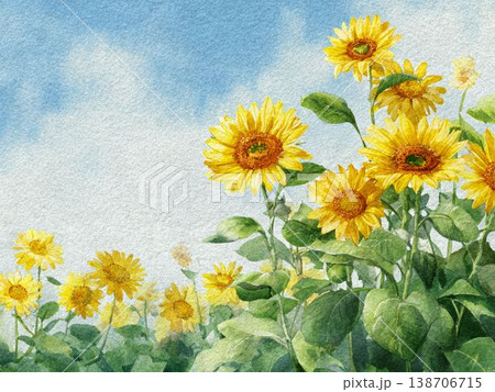 青空の下に広がるひまわり畑の水彩画風風景イラスト 青空の下に広がるひまわり畑の水彩画風風景イラスト 138706715