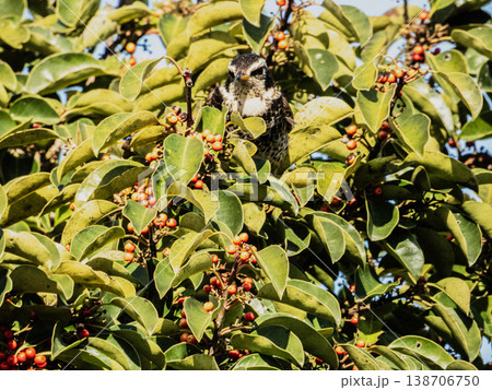 クロガネモチの実を食べに来たヒヨドリ 138706750