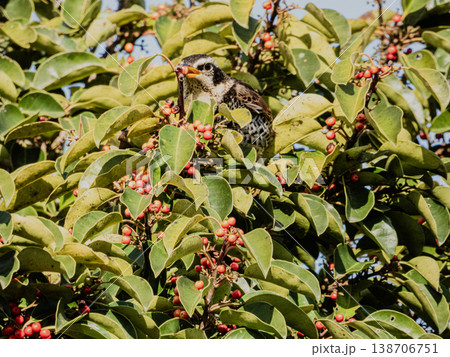 クロガネモチの実を食べに来たヒヨドリ 138706751