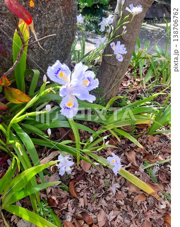 青い花 紫の花 青い花 紫の花 138706762