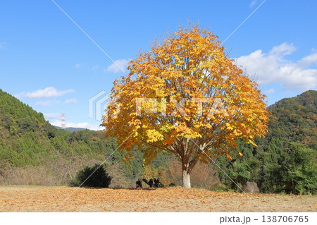 青空の中の紅葉した木 青空の中の紅葉した木 138706765