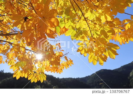 青空の中の紅葉した葉 138706767