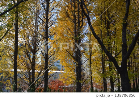 韓国　ソウル　中浪川周辺の紅葉 138706850