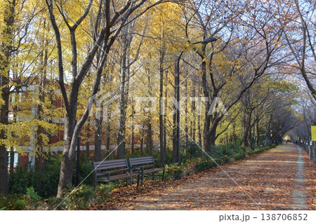 韓国　ソウル　中浪川周辺の紅葉 138706852