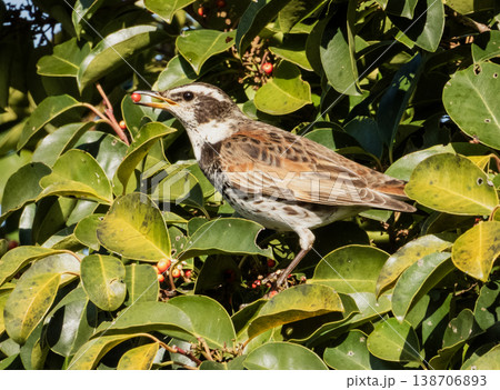 クロガネモチの実を食べに来たヒヨドリ 138706893