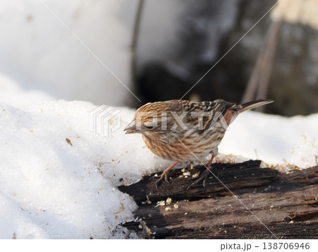 雪景色とオオマシコ（雌） 138706946