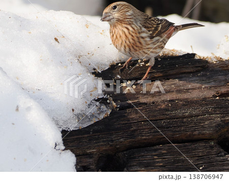 雪景色とオオマシコ（雌） 138706947