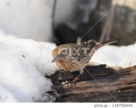 雪景色とオオマシコ（雌） 138706948
