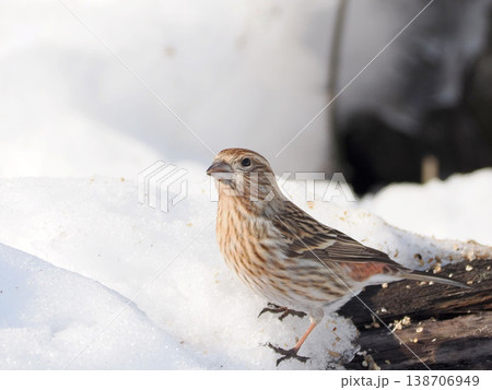 雪景色とオオマシコ（雌） 138706949