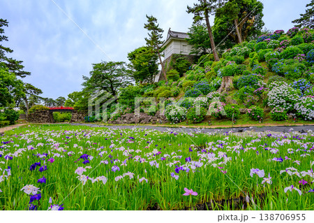 梅雨を彩る小田原城の絶景 花菖蒲と紫陽花の競演 神奈川県小田原市 138706955